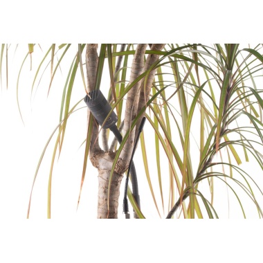 csm_cmc1so_planted_1333491734